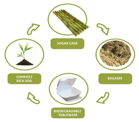 What Is Bagasse and Why Use It?