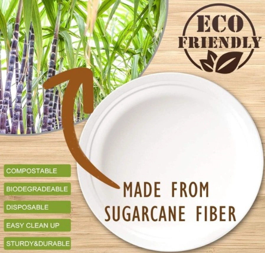 eco friendly Bagasse Meal Trays