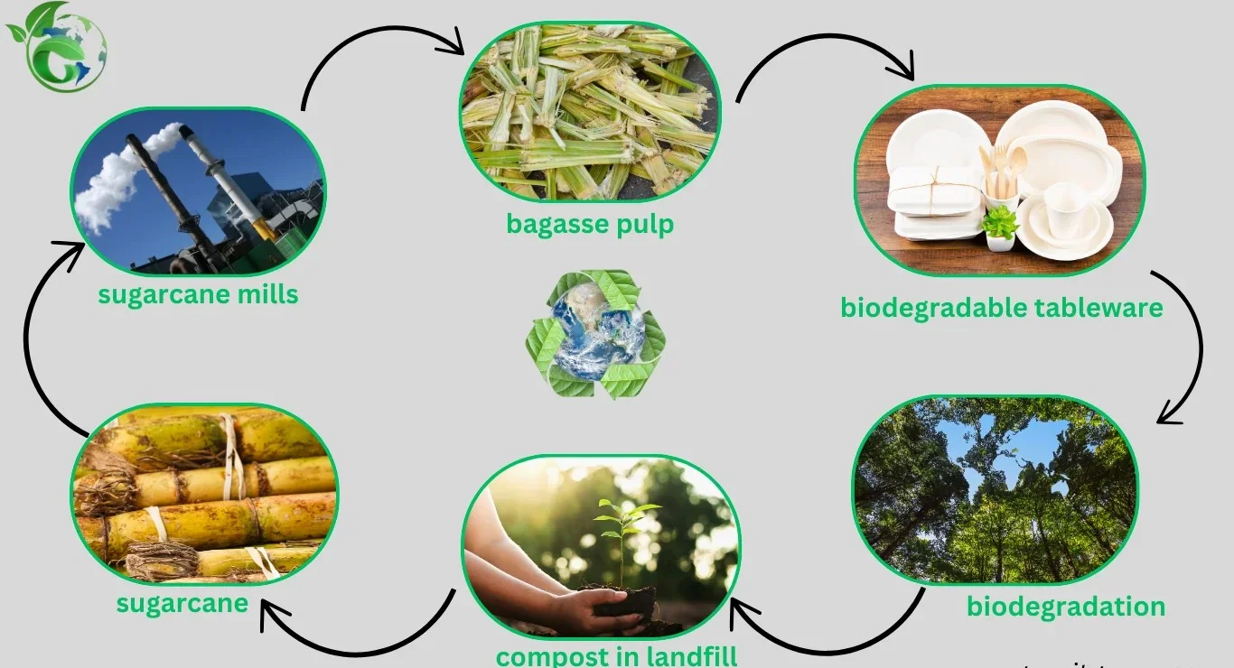 What is Bagasse