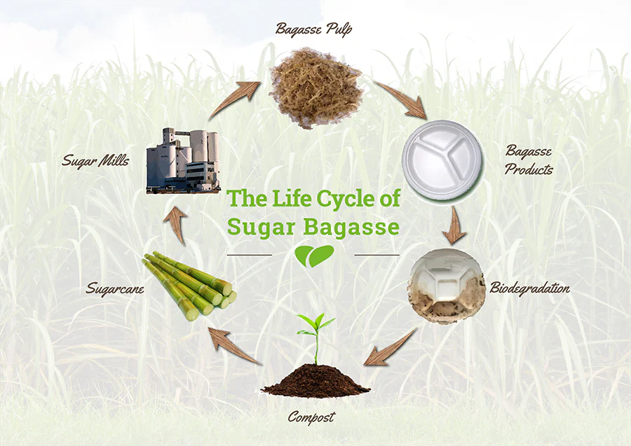 What is Bagasse?